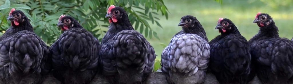 Six young hens perched on the top rail of a farm fence