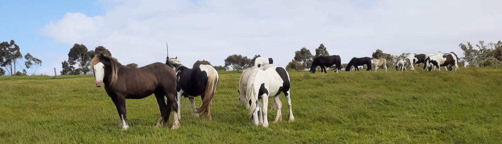 landscape image of horses featuring a herd of broodmares and their foals