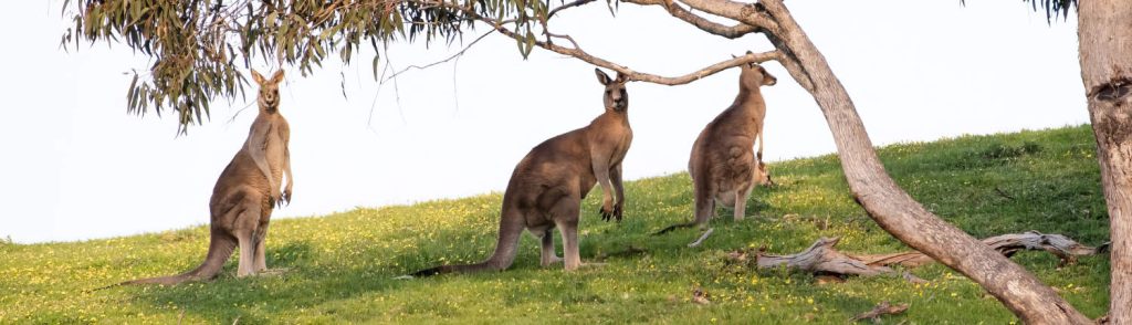 Three Australian Grey Kangaroos in landscape format in Australian farm paddock