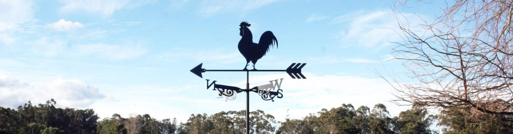 Classic Rooster weathervane landscape photograph of the classic crowing rooster weathervane with eucalyptus trees in the background.