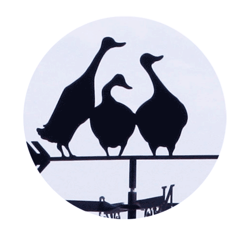 Indian-Runner-Ducks Indian Runner Ducks weathervane